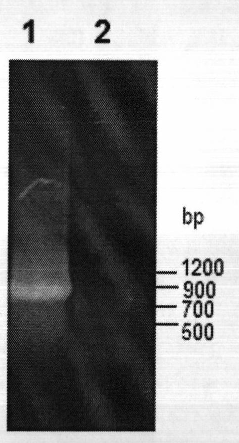 Preparation method of methyl (R)-o-chloromandelate utilizing biocatalytic asymmetric reduction