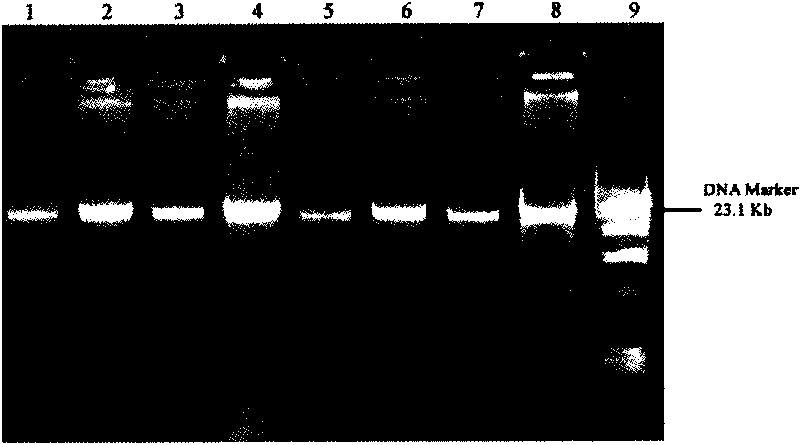 DNA extraction method suitable for structural analysis of microbial community in sediment