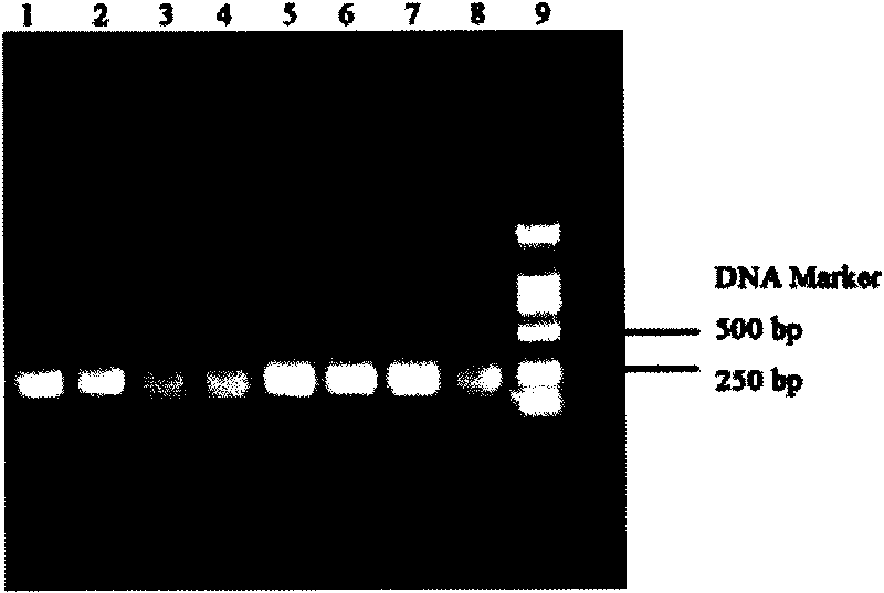 DNA extraction method suitable for structural analysis of microbial community in sediment