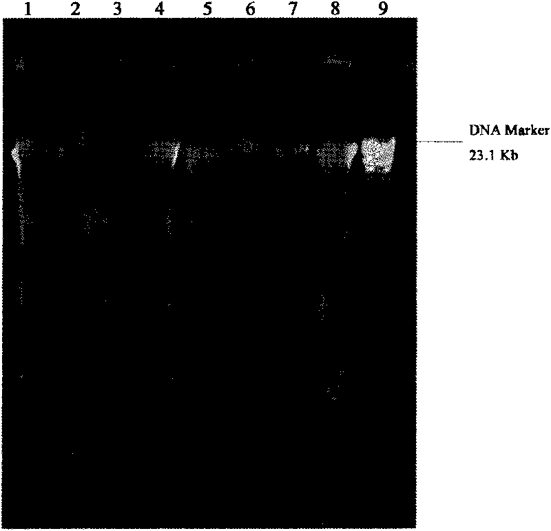 DNA extraction method suitable for structural analysis of microbial community in sediment