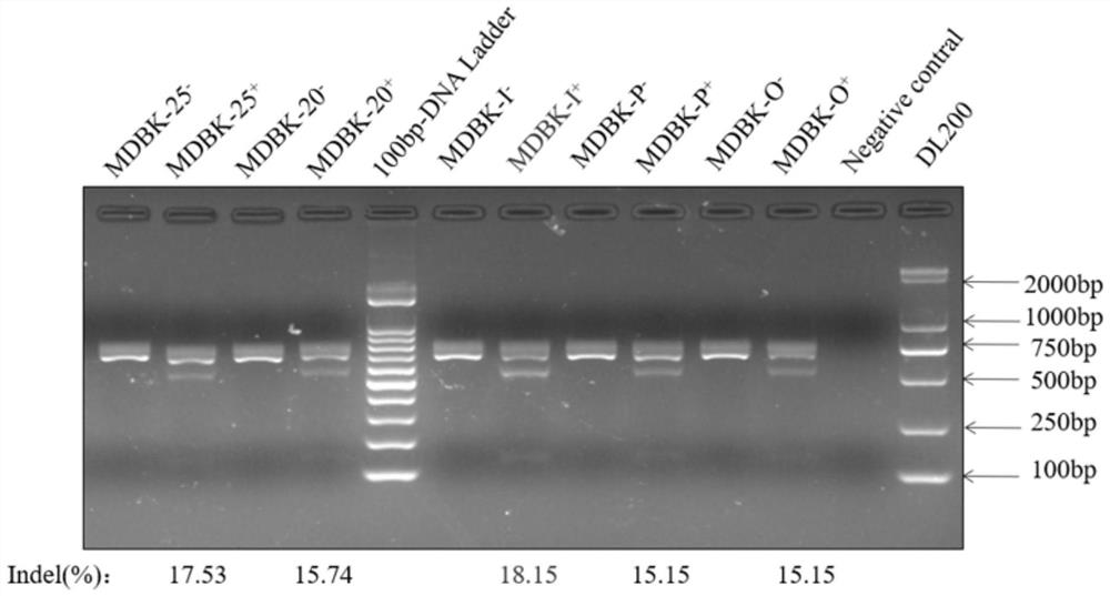 Type I interferon receptor gene knockout bovine kidney cell line as well as construction method and application thereof