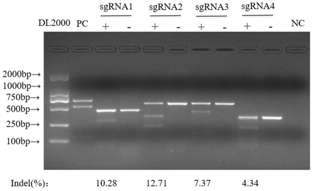 Type I interferon receptor gene knockout bovine kidney cell line as well as construction method and application thereof