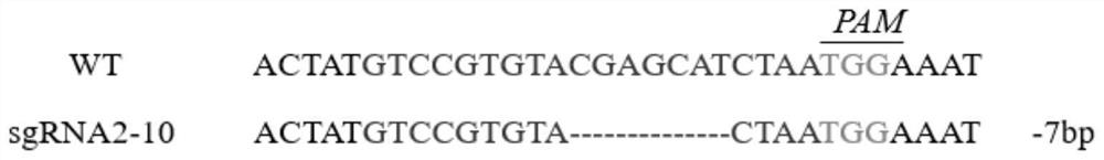 Type I interferon receptor gene knockout bovine kidney cell line as well as construction method and application thereof