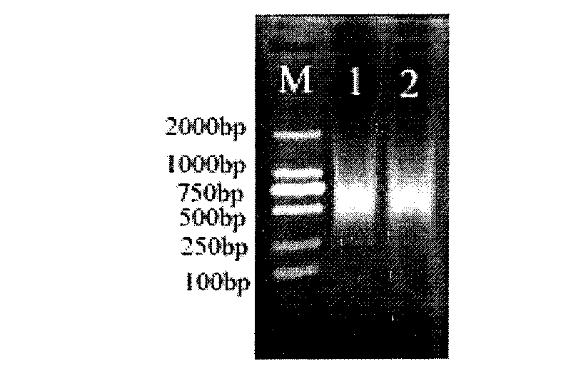 Methods for acquiring micro-satellite sequence and polymorphic micro-satellite markers of hucho taimen and polymorphic micro-satellite markers of hucho taimen