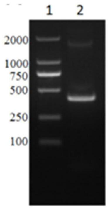 flt3 chimeric antigen receptor and its application