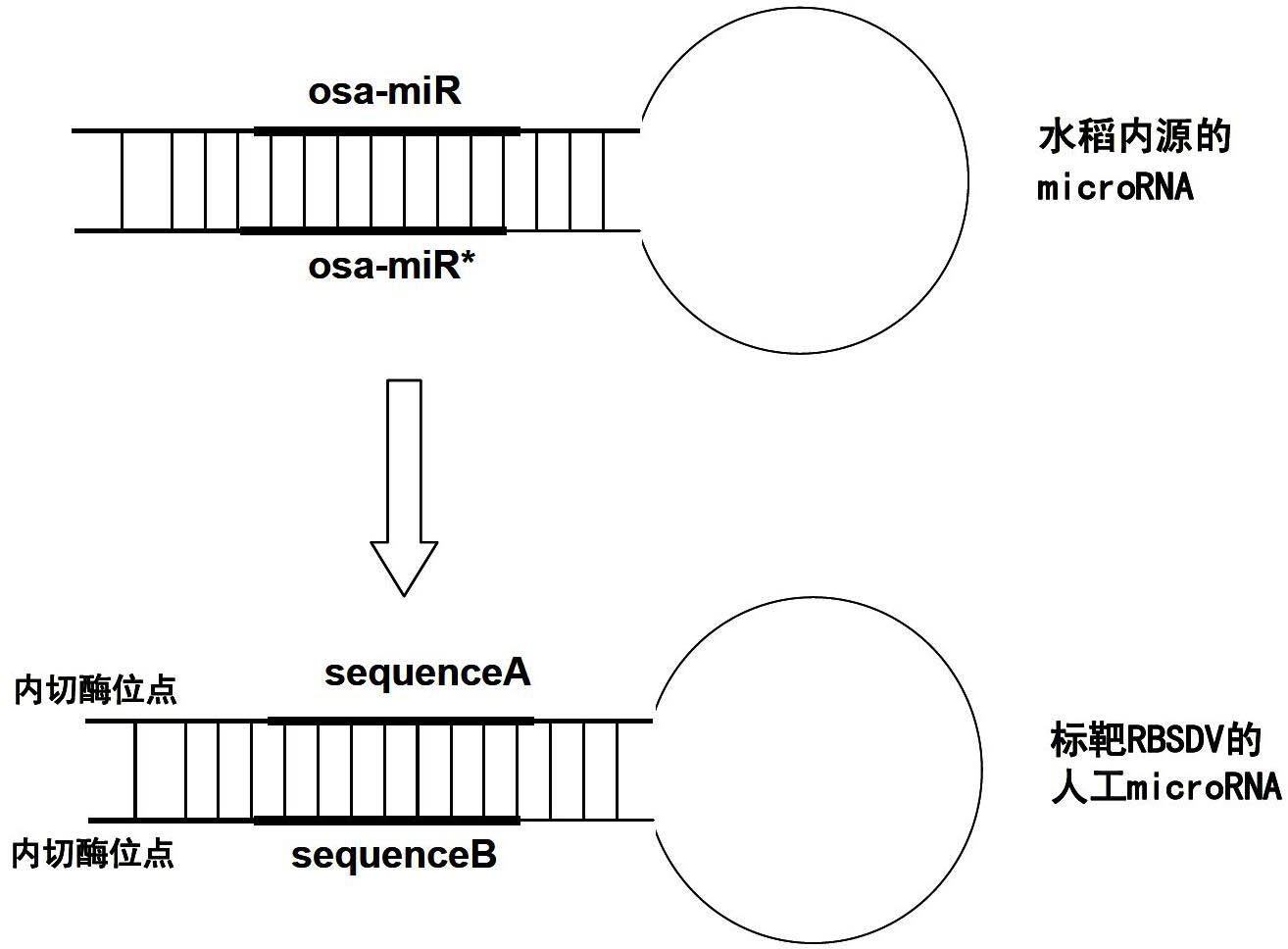 Method for enhancing black streaked dwarf resistance of paddy rice by using artificial microRNA (micro Ribonucleic Acid) and special double chain RNA thereof