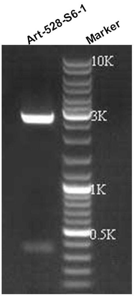 Method for enhancing black streaked dwarf resistance of paddy rice by using artificial microRNA (micro Ribonucleic Acid) and special double chain RNA thereof