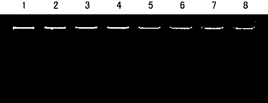 Liver cancer serum nucleic acid aptamers