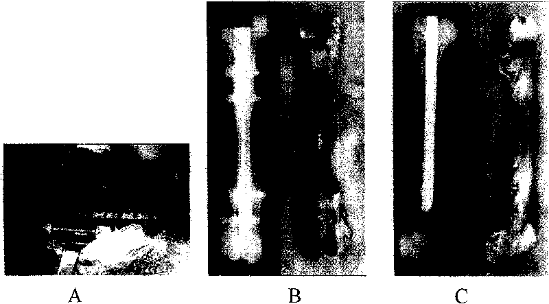 Tissue engineering bone