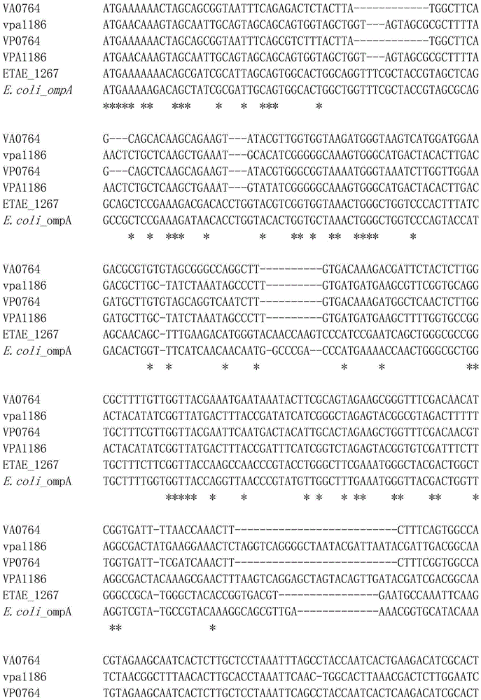 Bacterial outer membrane protein ompAs-19 after DNA shuffling and application thereof as an immunomodulator