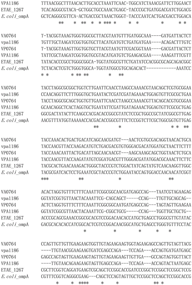 Bacterial outer membrane protein ompAs-19 after DNA shuffling and application thereof as an immunomodulator