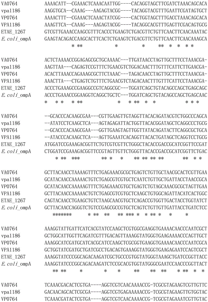 Bacterial outer membrane protein ompAs-19 after DNA shuffling and application thereof as an immunomodulator