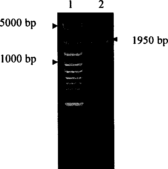 Encoded gene sequence of nucleotide of acetylcholine esterase in fruit fly