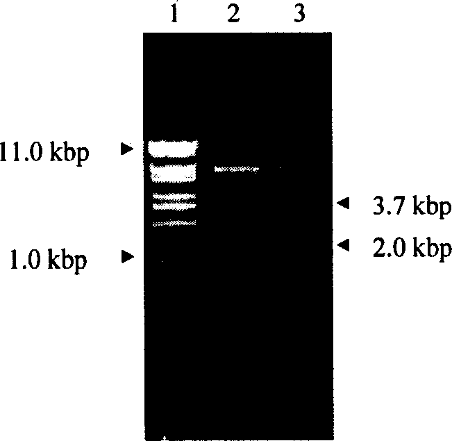 Encoded gene sequence of nucleotide of acetylcholine esterase in fruit fly