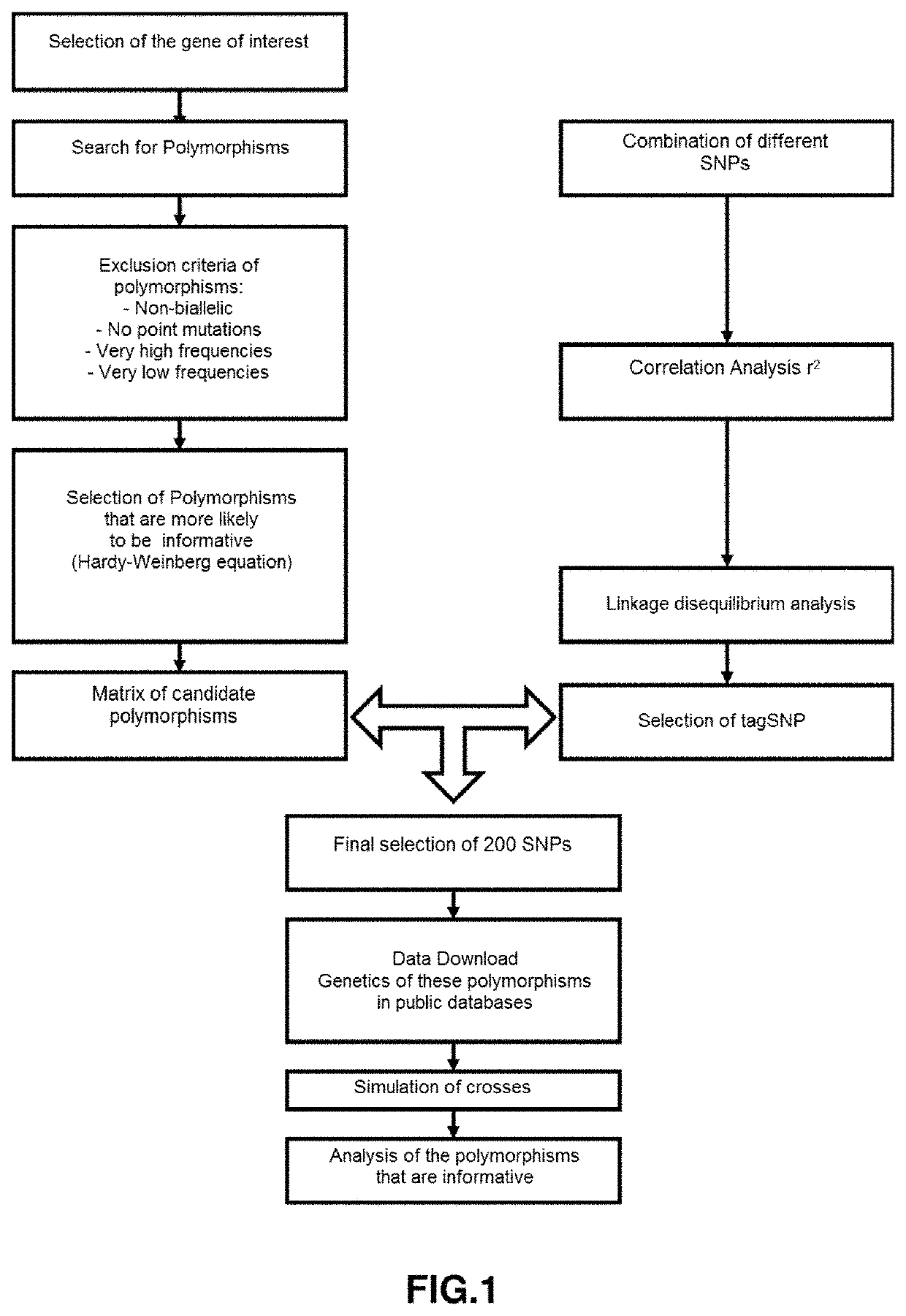 Method for the Study of Embryo Mutations in IN VITRO Reproduction Processes