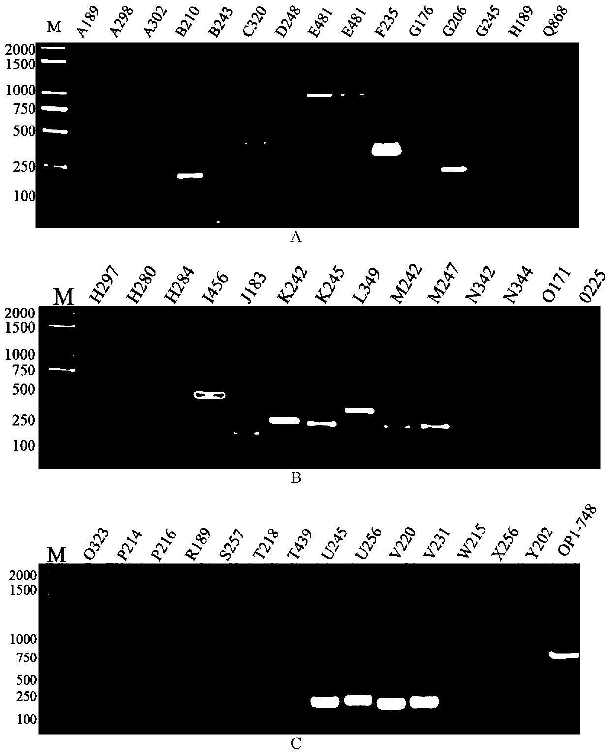 Kit and method for detecting Microsporidium silkworm by pcr-elisa method