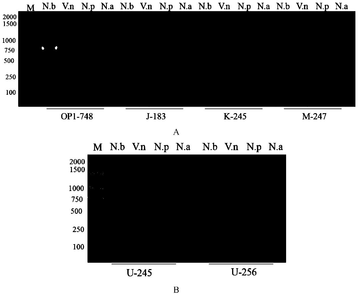 Kit and method for detecting Microsporidium silkworm by pcr-elisa method