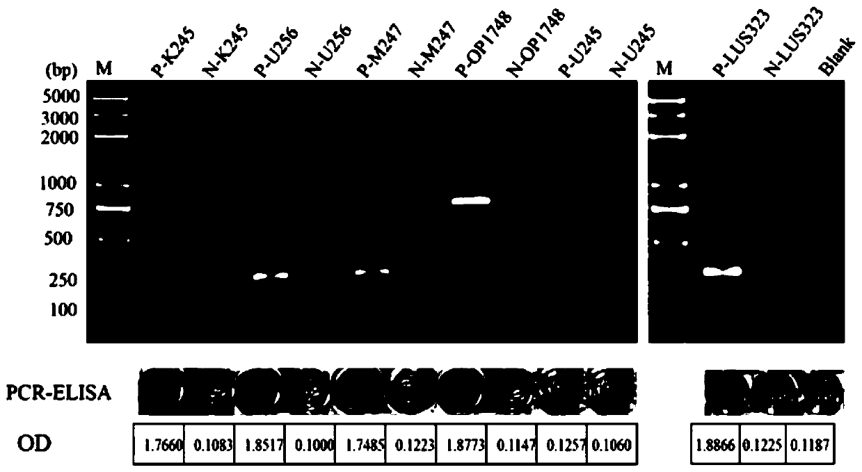 Kit and method for detecting Microsporidium silkworm by pcr-elisa method