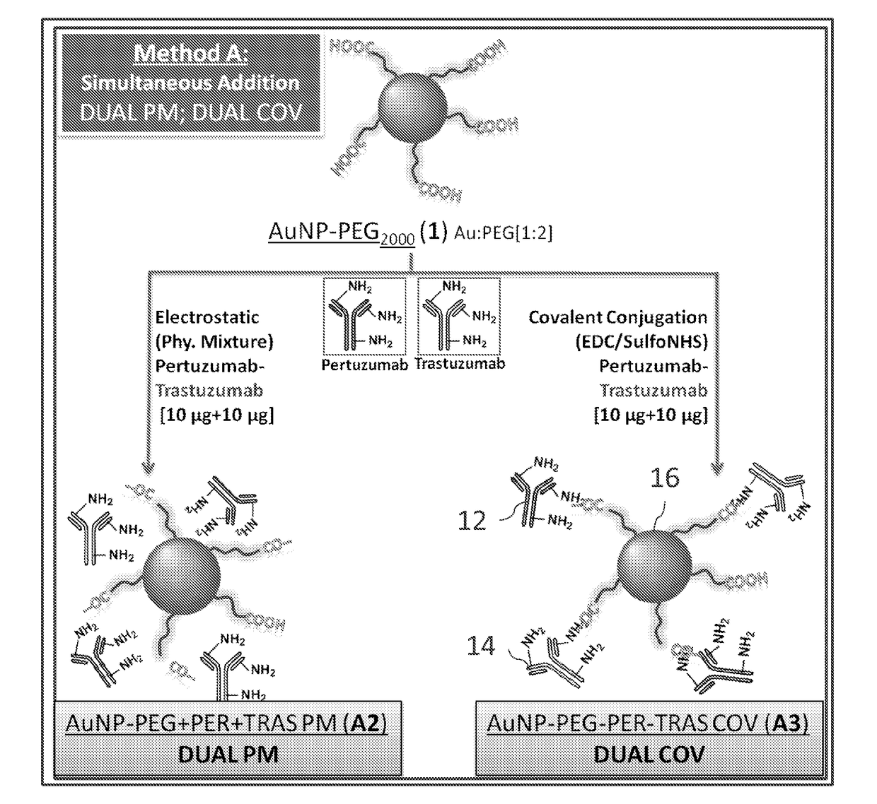 Multiple human antibody-nanoparticle conjugates and methods of formation