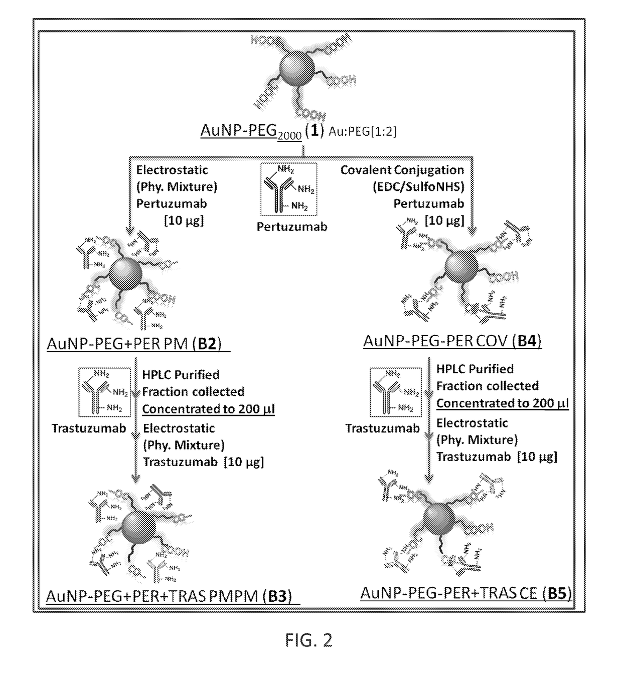 Multiple human antibody-nanoparticle conjugates and methods of formation