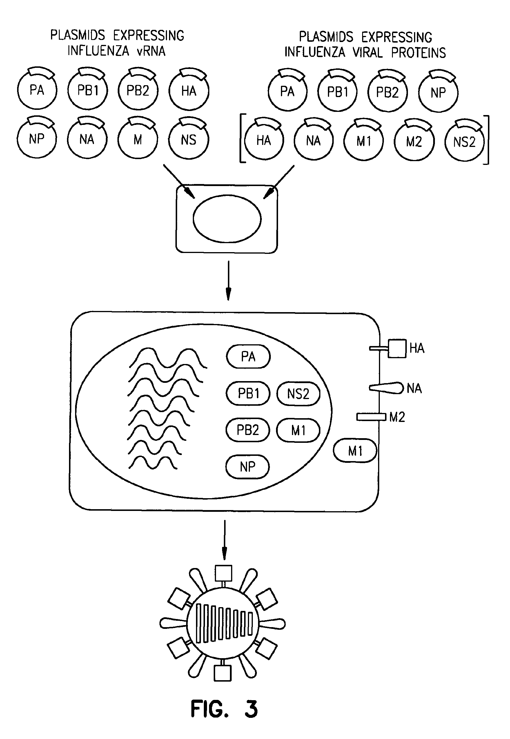 Viruses comprising mutant ion channel protein