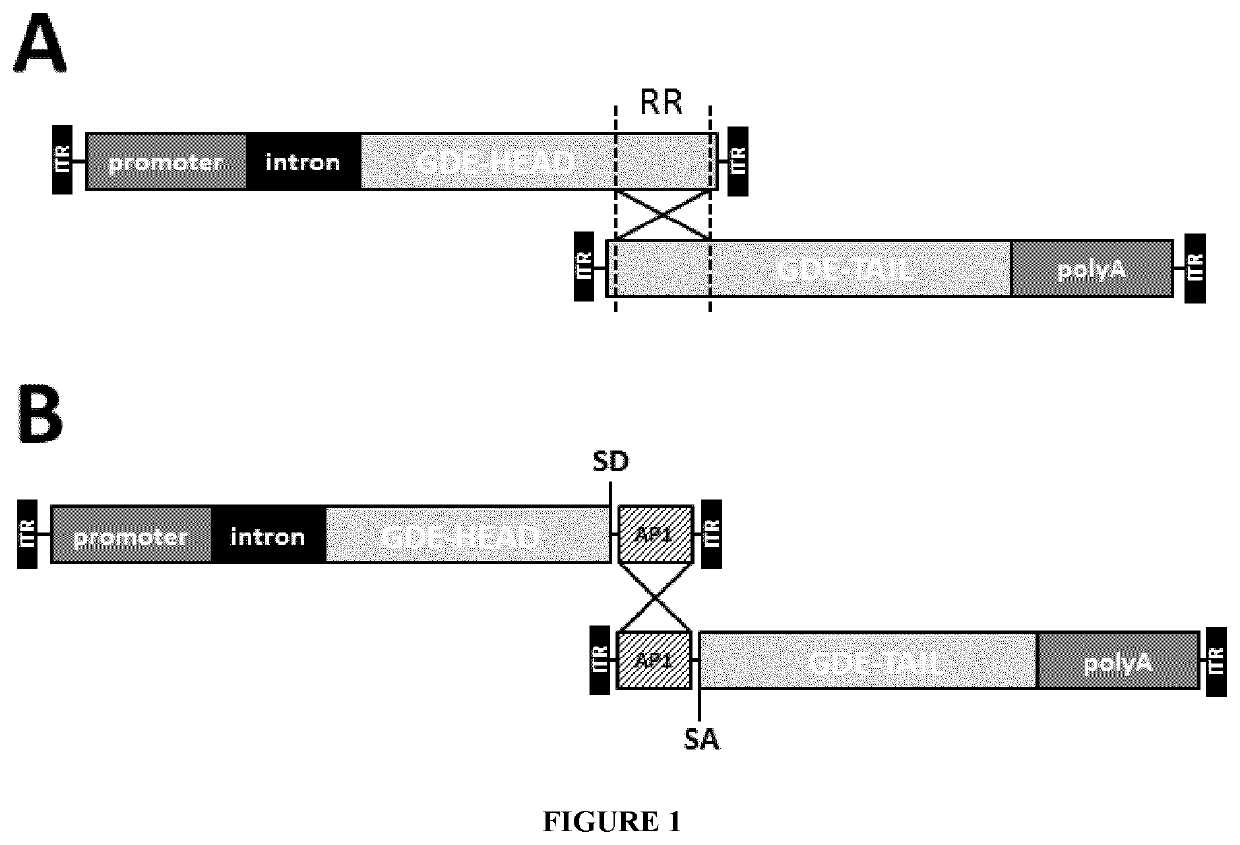 Treatment of glycogen storage disease iii