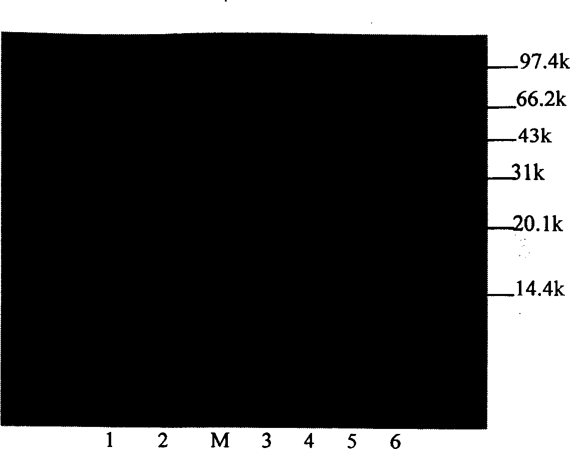 Method of inclusion body protein renaturation and purification at the same time