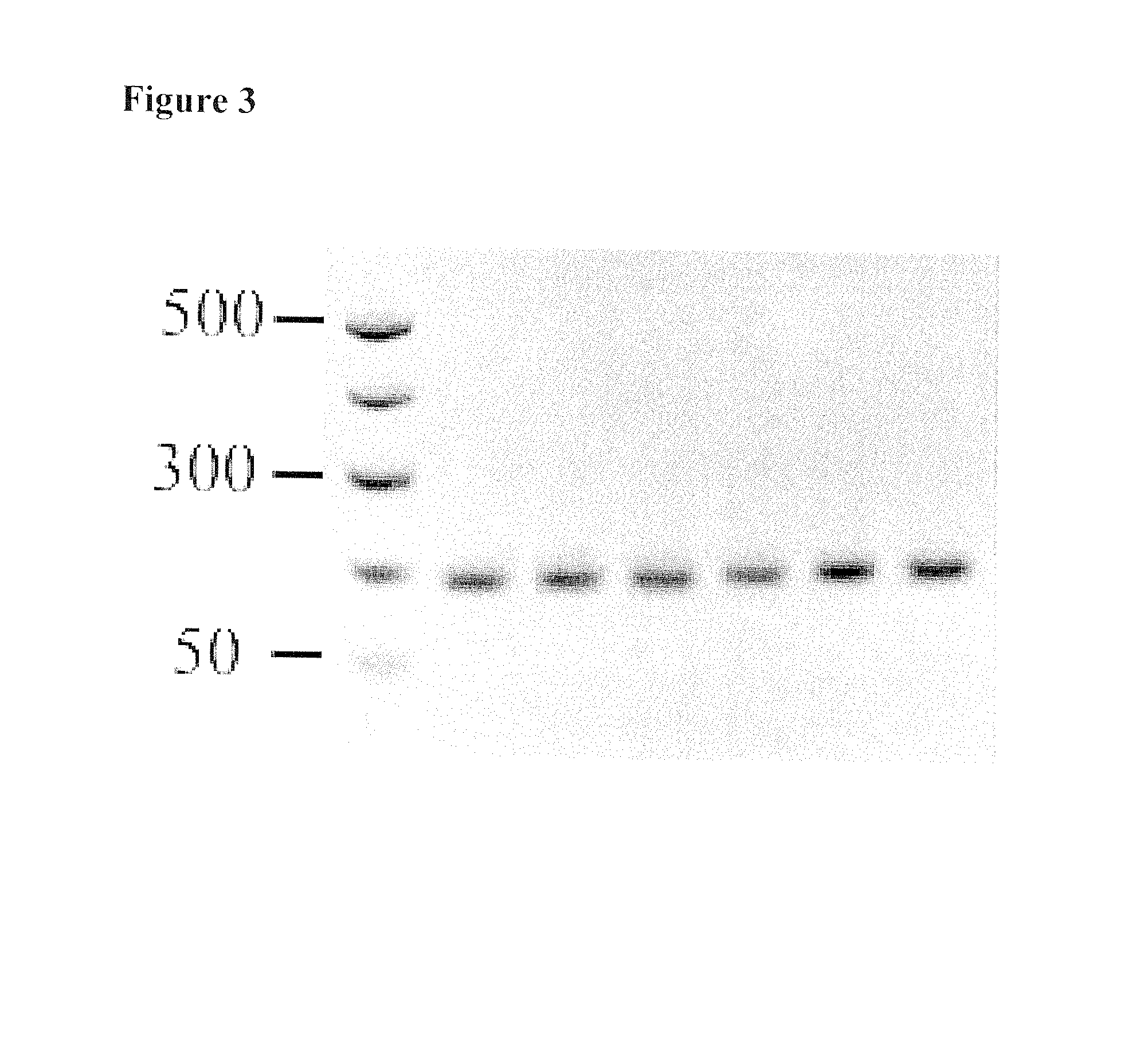 Recombinase-based amplification with substitute nucleotides