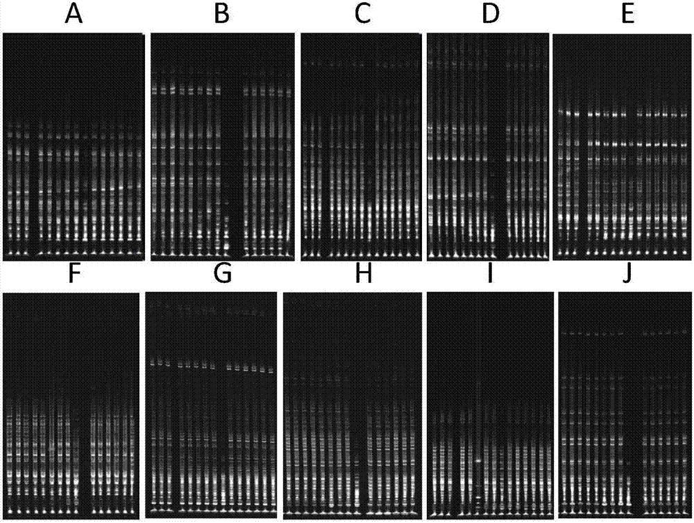 Screening method and application of rapid growth mutants of microalgae