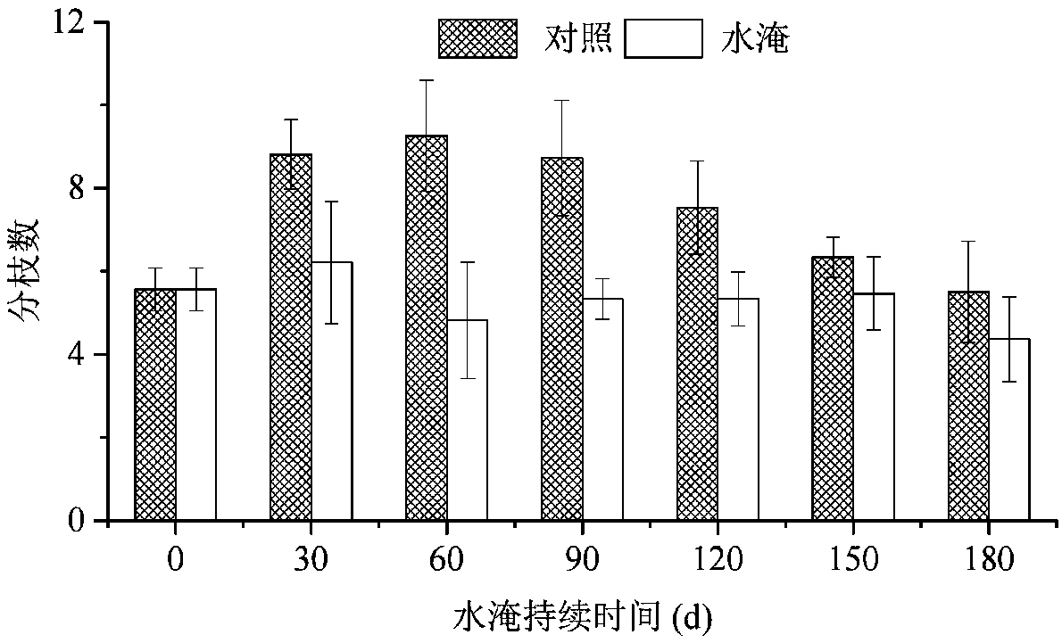 A method for repairing the plateau reservoir ebb and flow zone using paspalum