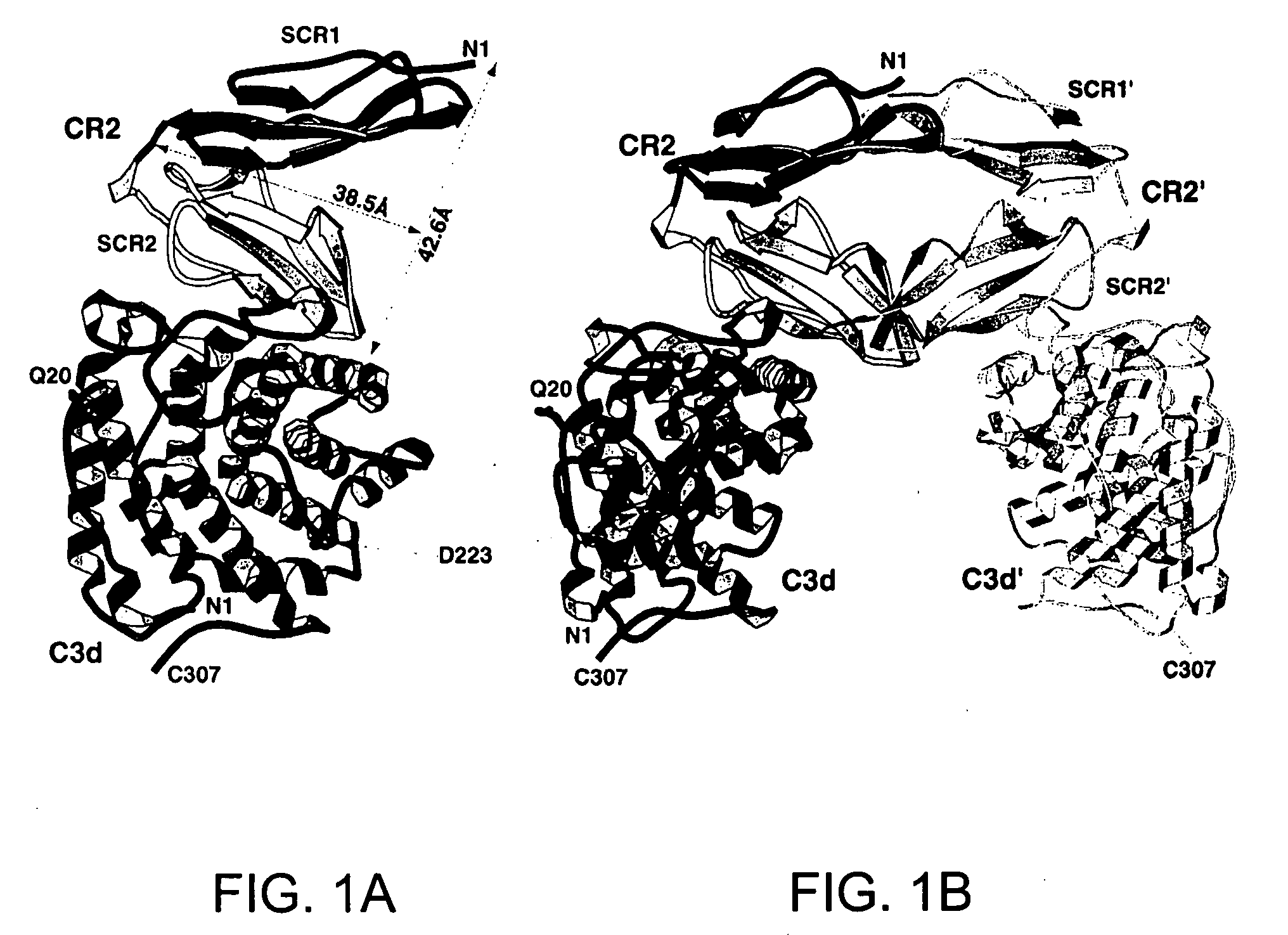 Three-dimensional structure of complement receptor type 2 and uses thereof