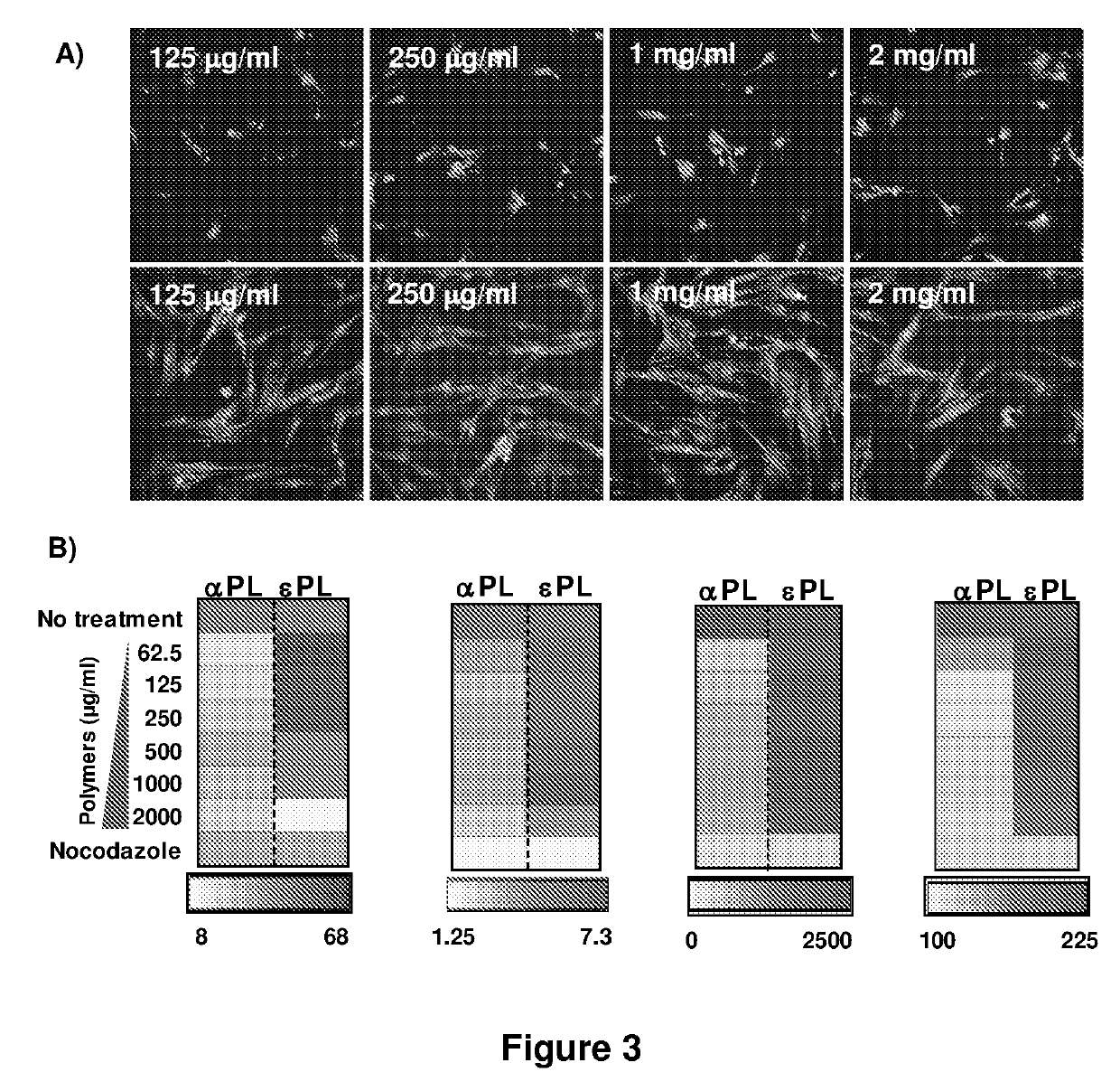 Antimicrobial peptides comprising epsilon lysine residues