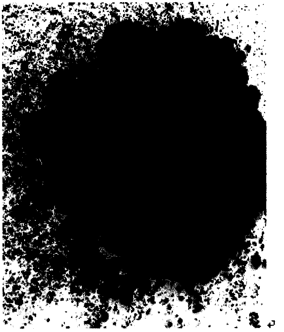 Method for promoting the massive accumulation of high unsaturated fatty acids in Nannochloropsis