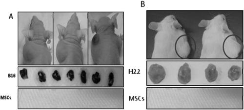 Cell preparation for treating inflammatory enteritis