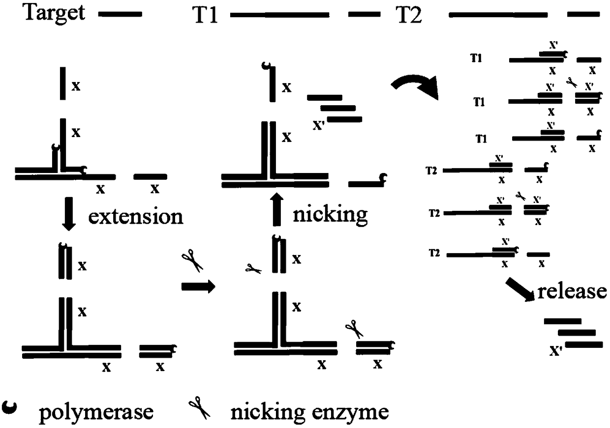 Method for low-sequence-dependence and high-order constant-temperature-index amplification testing of microRNA