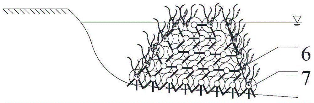 Construction method of vegetation-form ecological shallow