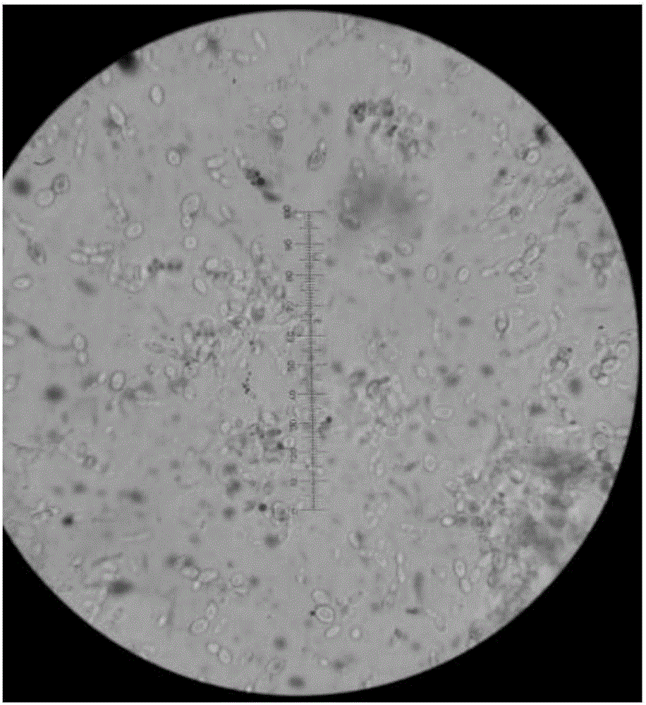 Yeast strain for food fermentation, leavening agent and application of yeast strain or leavening agent