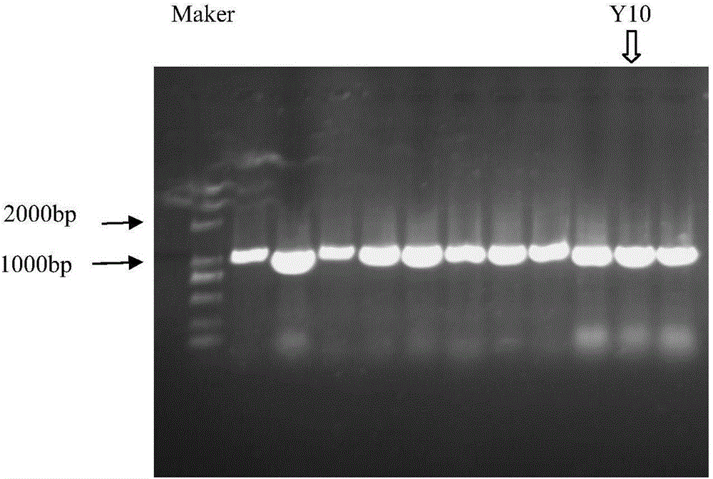 Yeast strain for food fermentation, leavening agent and application of yeast strain or leavening agent