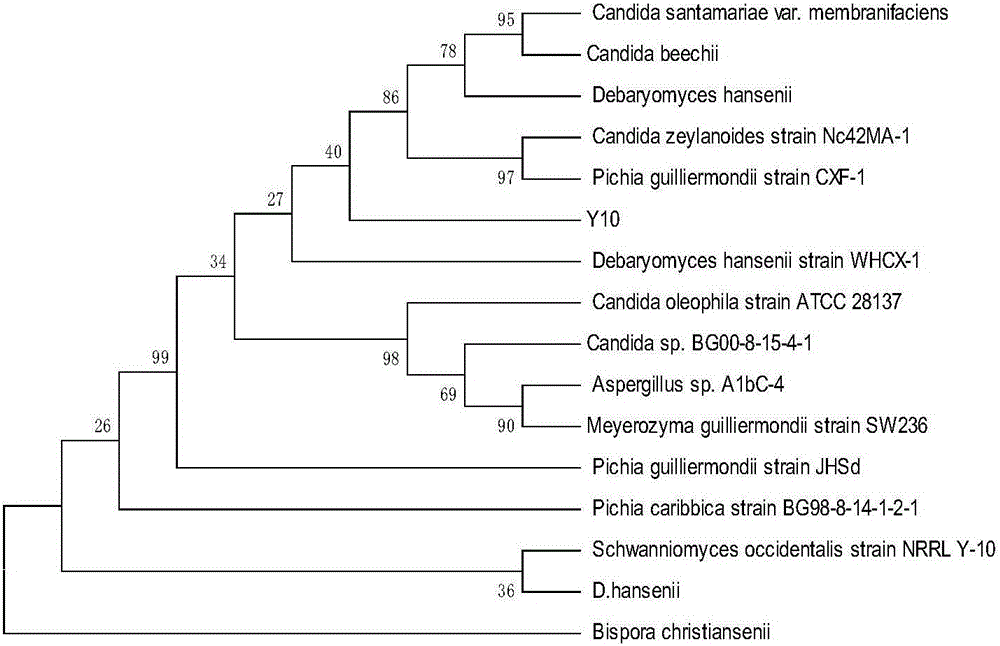 Yeast strain for food fermentation, leavening agent and application of yeast strain or leavening agent