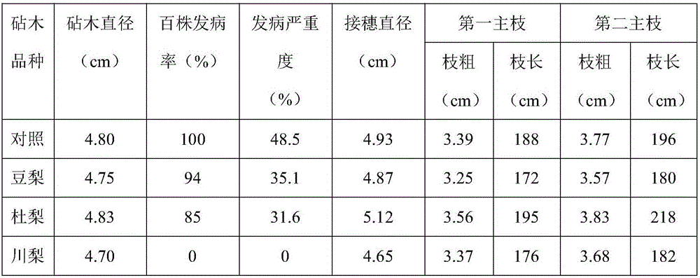 Pear tree cultivation method for preventing disease damage of trunks of pear trees