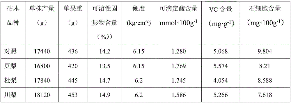 Pear tree cultivation method for preventing disease damage of trunks of pear trees