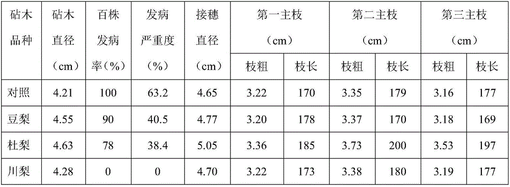 Pear tree cultivation method for preventing disease damage of trunks of pear trees