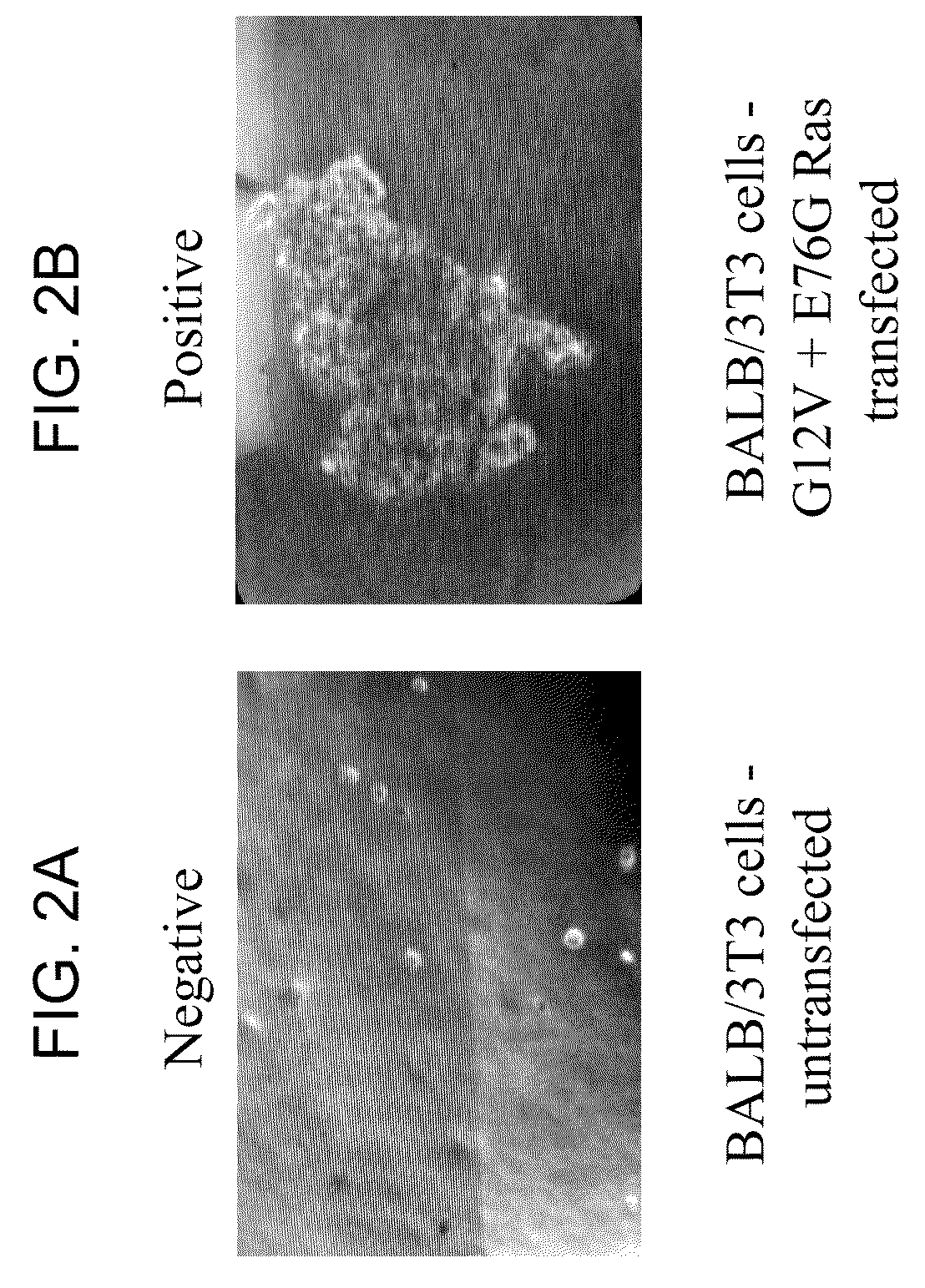 Ras mutation and compositions and methods related thereto