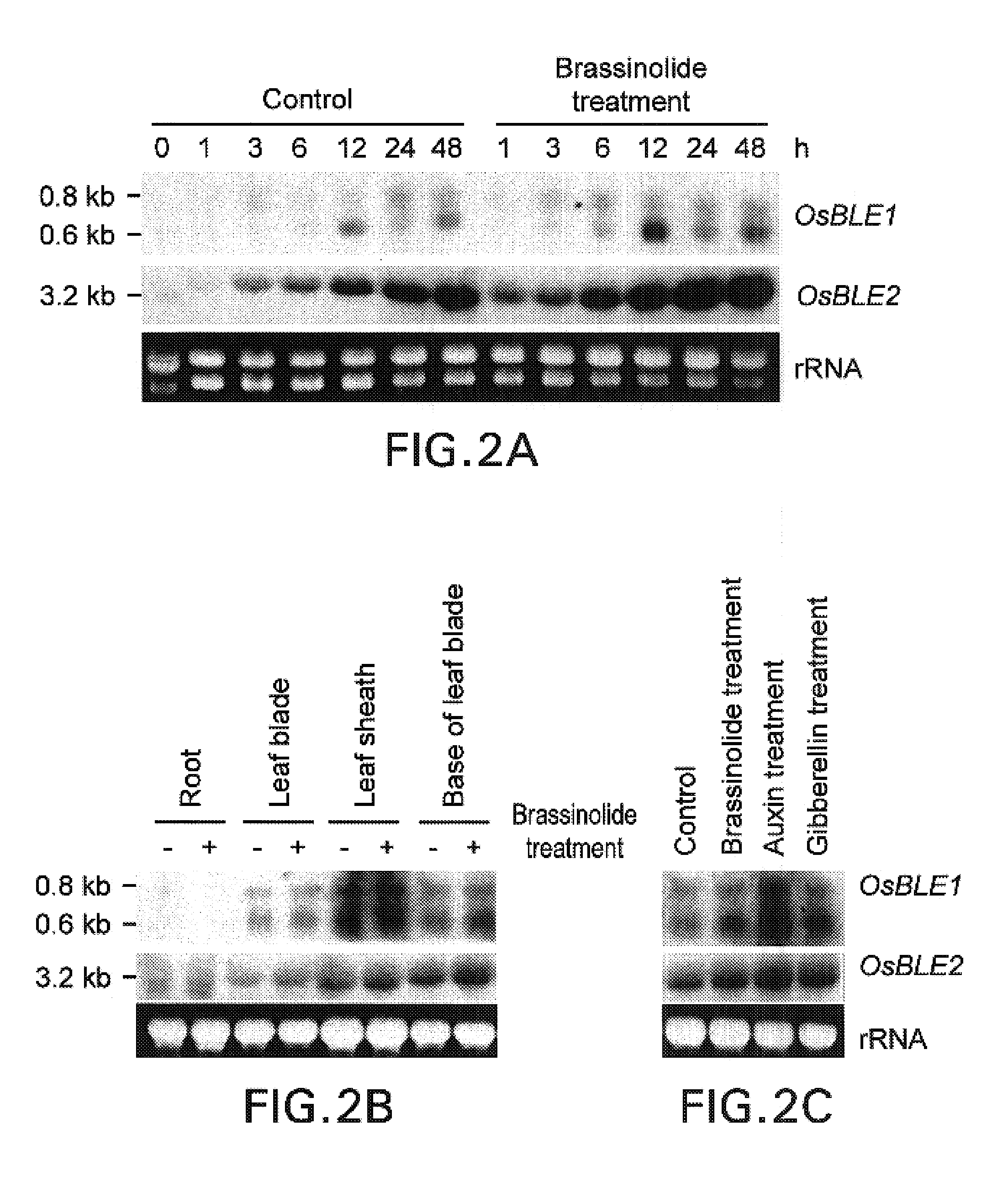 Plant brassinolide responsive genes and use thereof