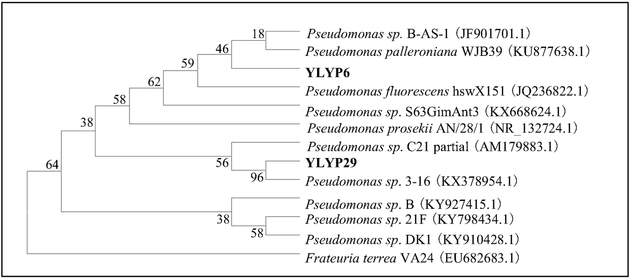 A phosphate-solubilizing bacterium strain, a compound bacterial agent including the same and a DEHP degrading bacterium and applications of the compound bacterial agent