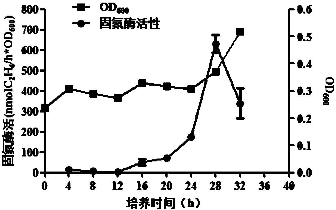 Nitrogen-fixing bacterium PJ 12 capable of degrading petroleum and tolerating petroleum and application of nitrogen-fixing bacterium PJ 12