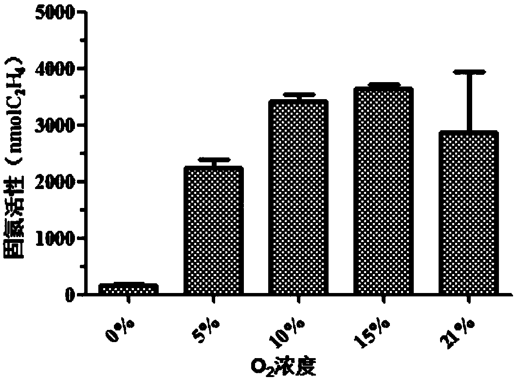 Nitrogen-fixing bacterium PJ 12 capable of degrading petroleum and tolerating petroleum and application of nitrogen-fixing bacterium PJ 12