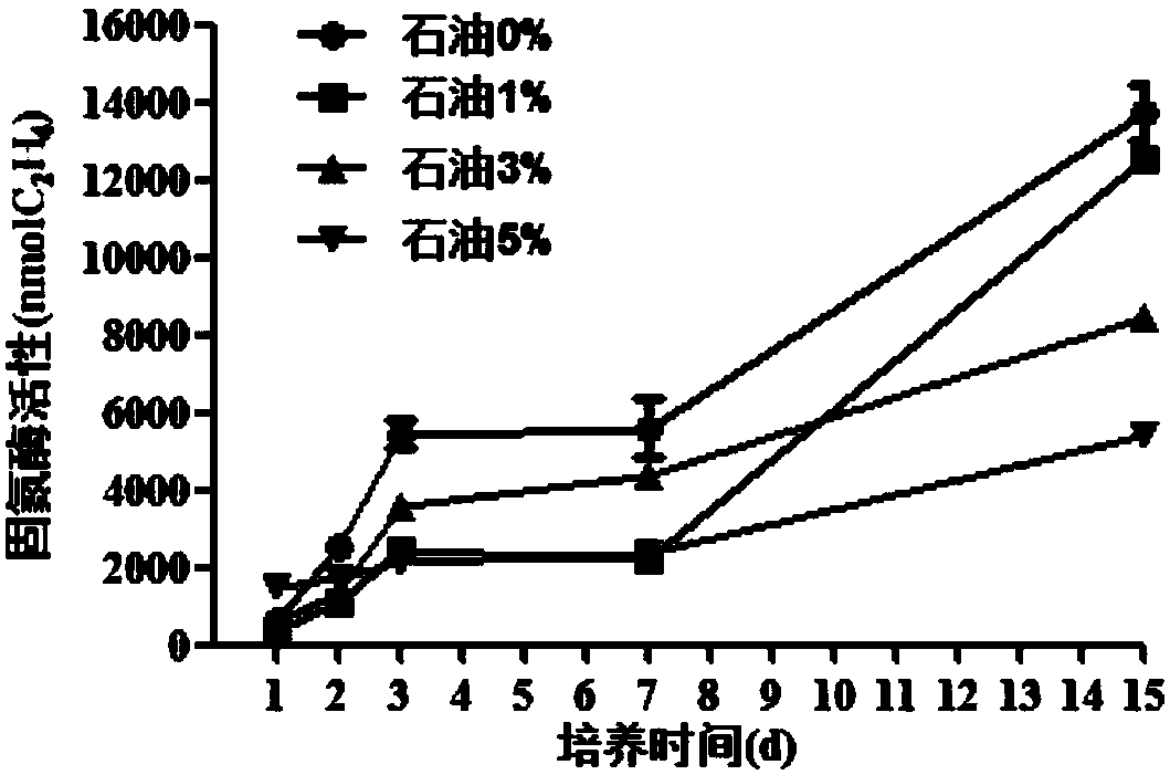 Nitrogen-fixing bacterium PJ 12 capable of degrading petroleum and tolerating petroleum and application of nitrogen-fixing bacterium PJ 12