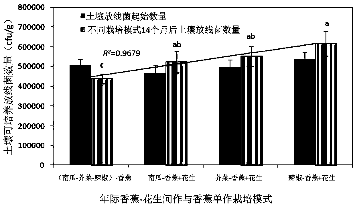 High-efficiency cultivation method of improving soil acidity-precision fertilization-matching intercropping to comprehensively prevent and control banana wilt