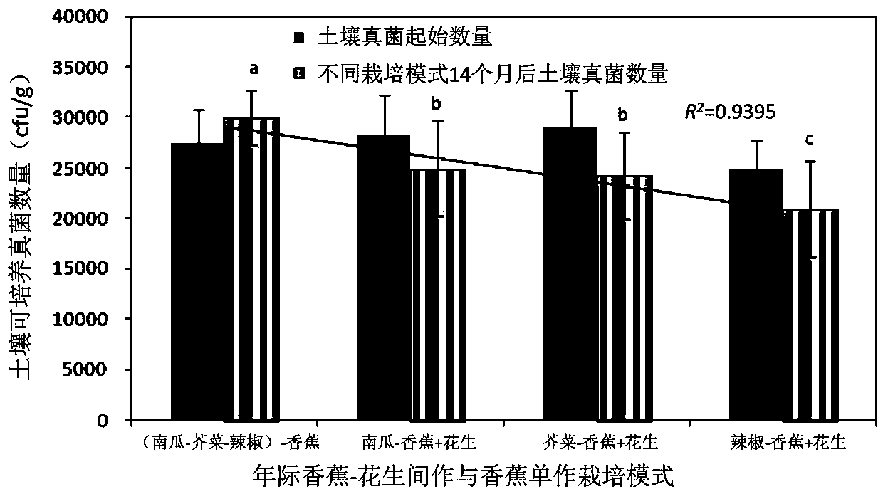 High-efficiency cultivation method of improving soil acidity-precision fertilization-matching intercropping to comprehensively prevent and control banana wilt